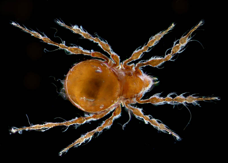 ワタゲジュズダニ （Epidamaeus fragilis）