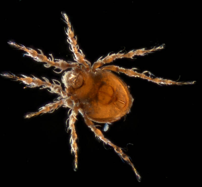 ワタゲジュズダニ （Epidamaeus fragilis）