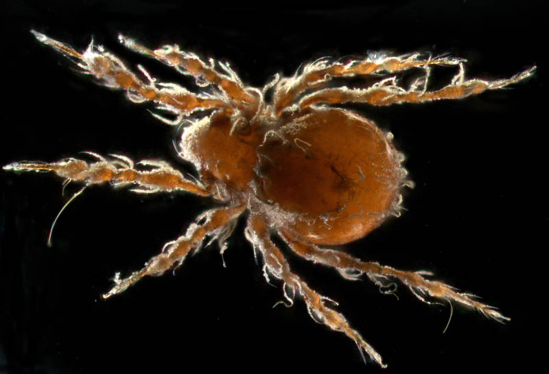 ワタゲジュズダニ （Epidamaeus fragilis）