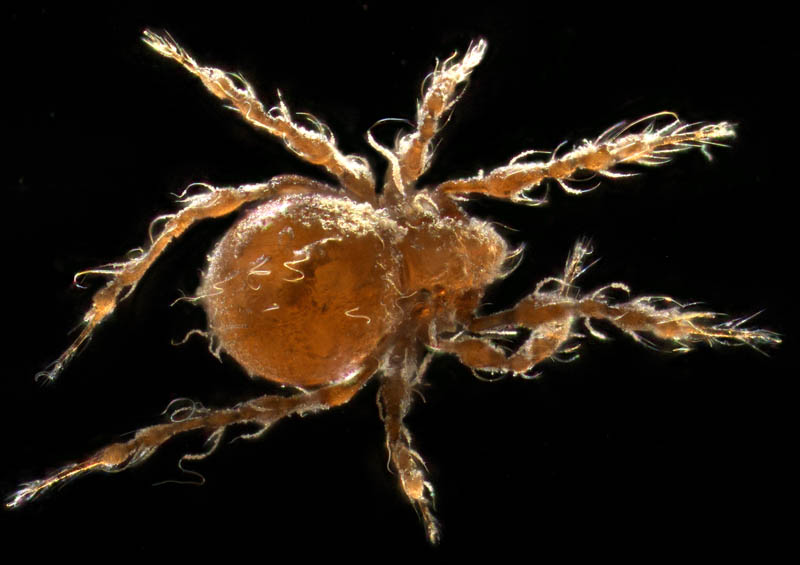 ワタゲジュズダニ （Epidamaeus fragilis）