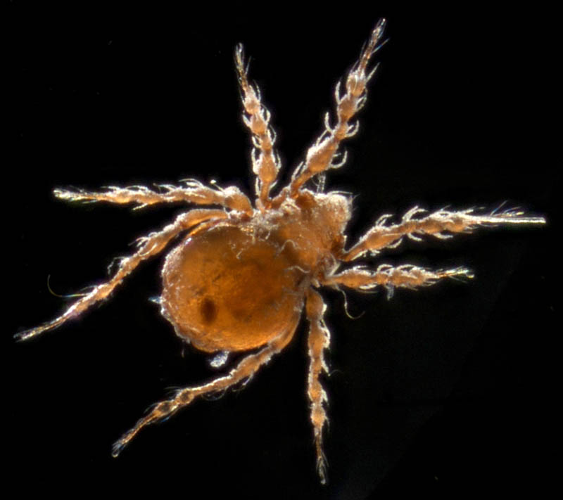 ワタゲジュズダニ （Epidamaeus fragilis）