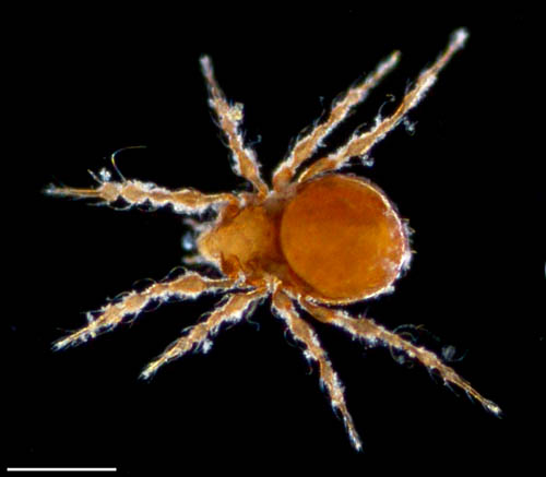 ワタゲジュズダニ （Epidamaeus fragilis）