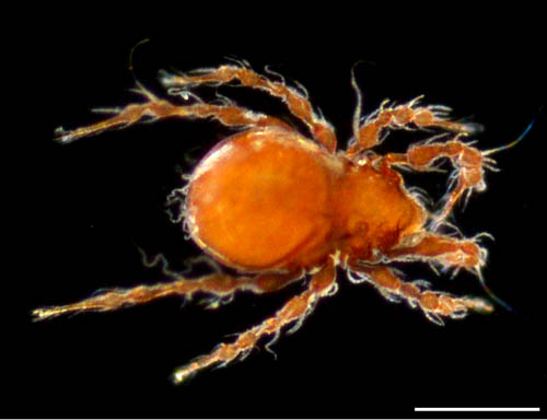 ワタゲジュズダニ （Epidamaeus fragilis）