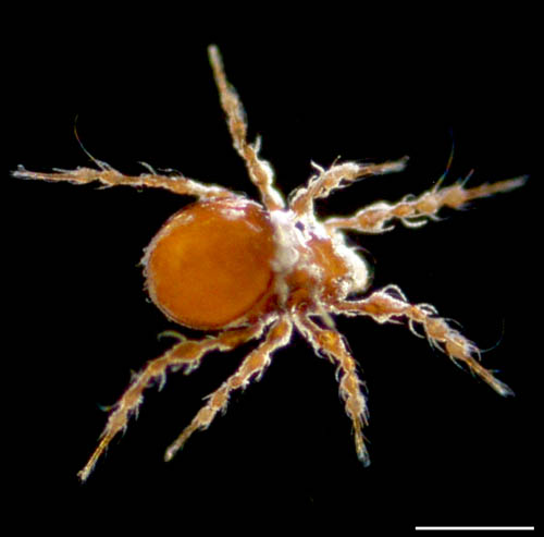 ワタゲジュズダニ （Epidamaeus fragilis）