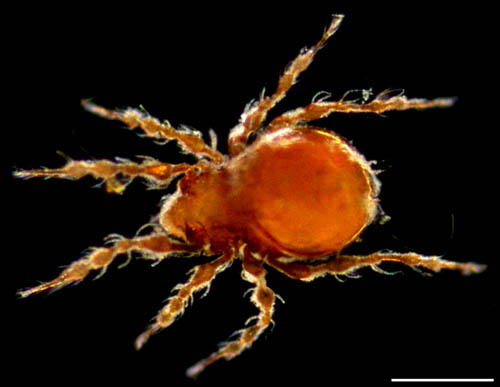 ワタゲジュズダニ （Epidamaeus fragilis）