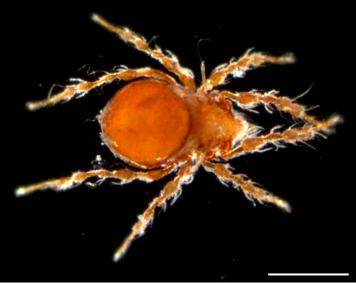 ワタゲジュズダニ （Epidamaeus fragilis）