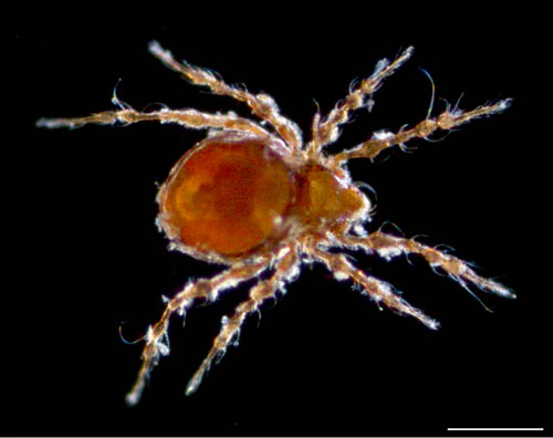 ワタゲジュズダニ （Epidamaeus fragilis）