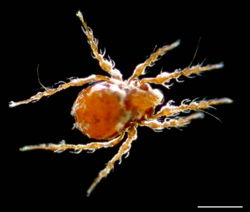 ワタゲジュズダニ （Epidamaeus fragilis）