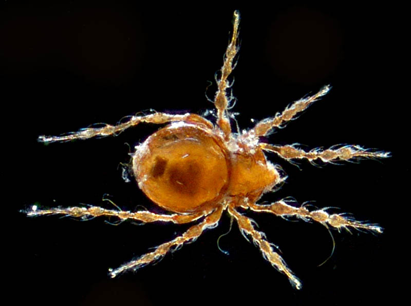 ワタゲジュズダニ （Epidamaeus fragilis）