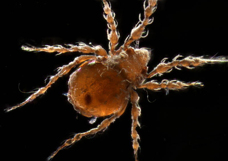 ワタゲジュズダニ （Epidamaeus fragilis）