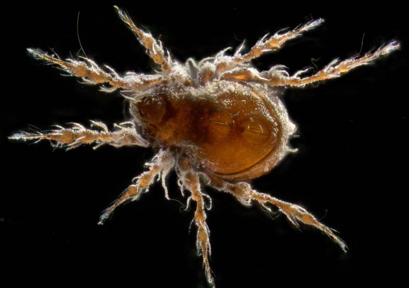 ワタゲジュズダニ （Epidamaeus fragilis）