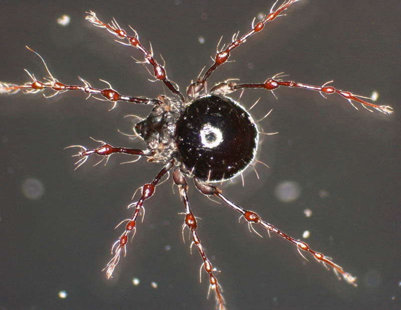 ヨロイジュズダニ属の1種（Tectodamaeus sp.）