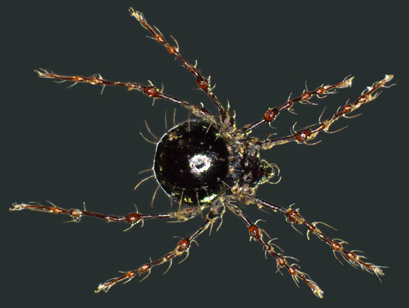 ヨロイジュズダニ属の1種（Tectodamaeus sp.）