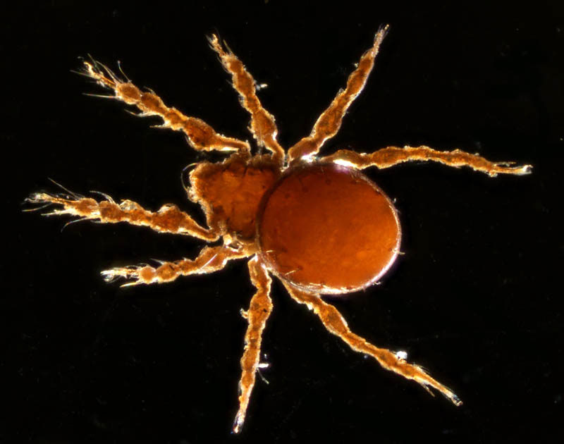 ジュズダニ科(Damaeidae)の1種の画像