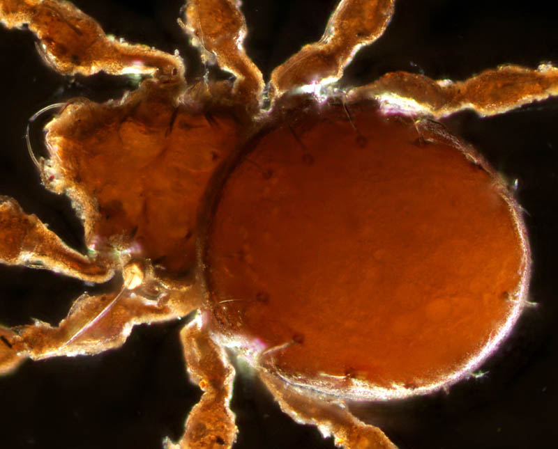 ジュズダニ科(Damaeidae)の1種の画像