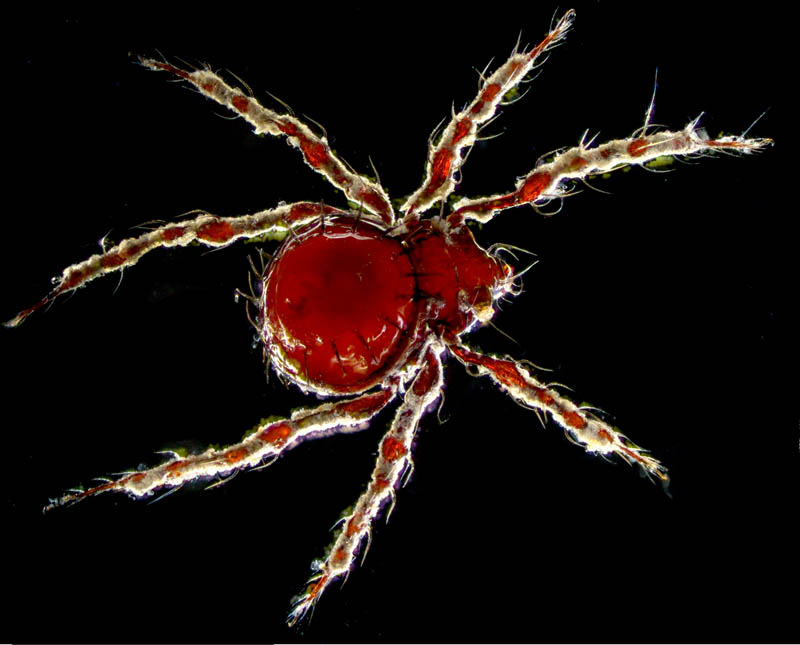 ジュズダニ科(Damaeidae)の1種の画像