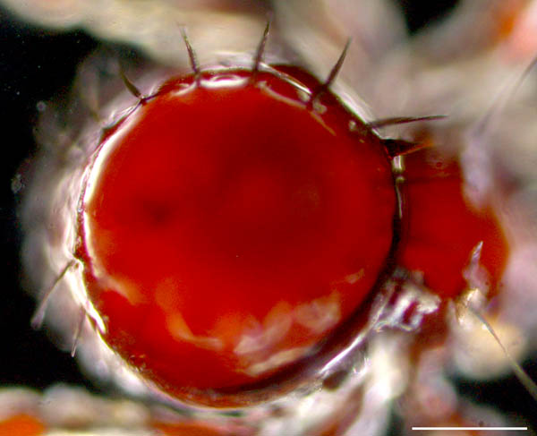 ジュズダニ科(Damaeidae)の1種の画像