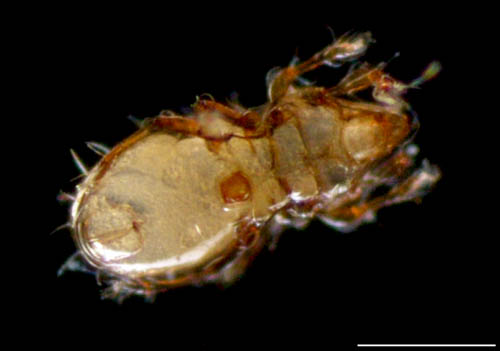 ヒョウタンイカダニ属の1種（Dolicheremaeus sp.）