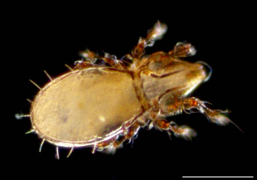 ヒョウタンイカダニ属の1種（Dolicheremaeus sp.）