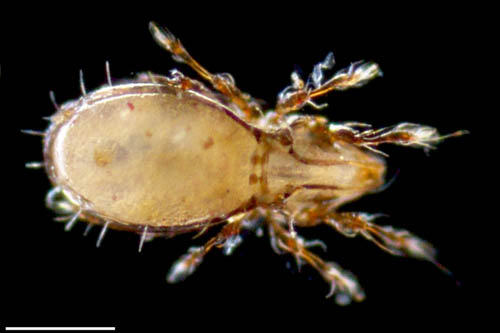 ヒョウタンイカダニ属の1種（Dolicheremaeus sp.）