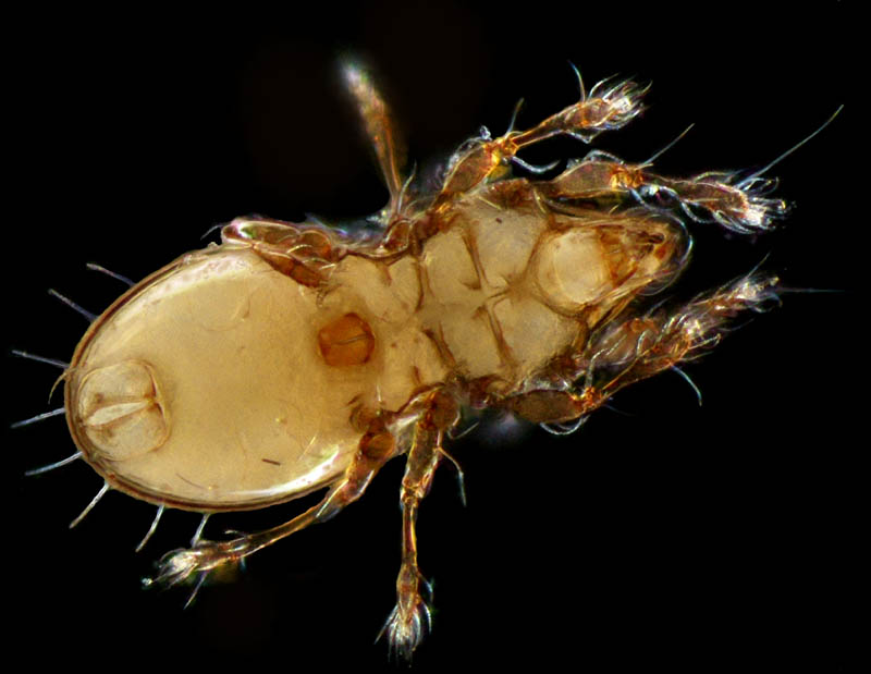 ヒョウタンイカダニ属の1種（Dolicheremaeus sp.）