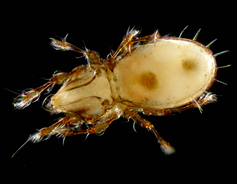 ヒョウタンイカダニ属の1種（Dolicheremaeus sp.）