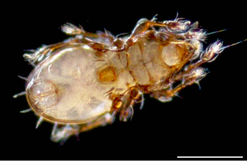 ヒョウタンイカダニ属の1種（Dolicheremaeus sp.）