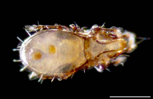 ヒョウタンイカダニ属の1種（Dolicheremaeus sp.）