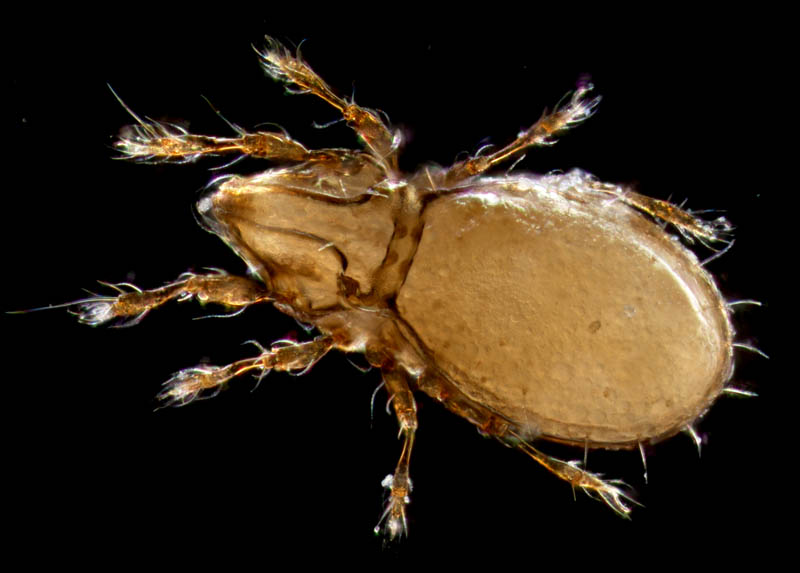 ヒョウタンイカダニ属の1種（Dolicheremaeus sp.）