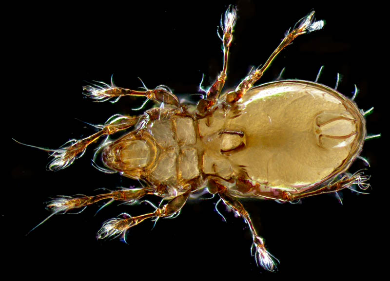 ヒョウタンイカダニ属の1種（Dolicheremaeus sp.）