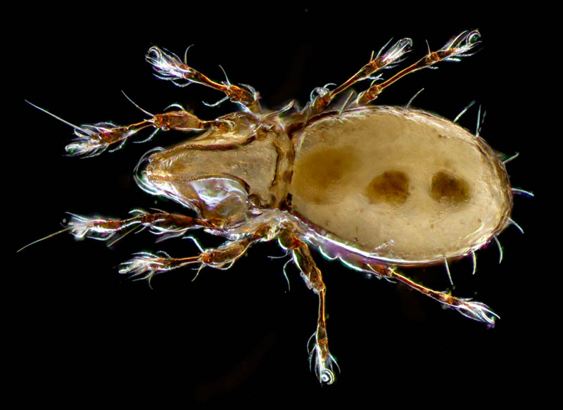 ヒョウタンイカダニ属の1種（Dolicheremaeus sp.）