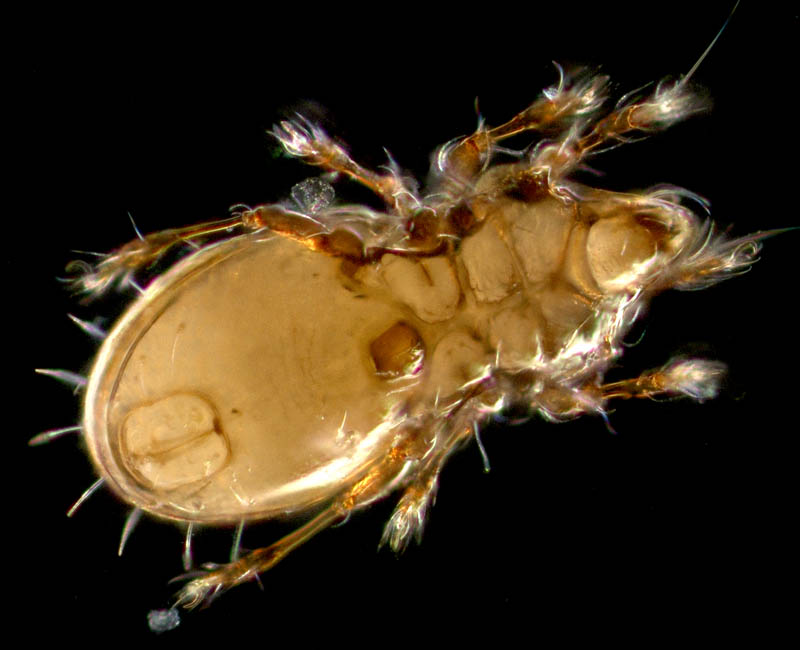 ヒョウタンイカダニ属の1種（Dolicheremaeus sp.）