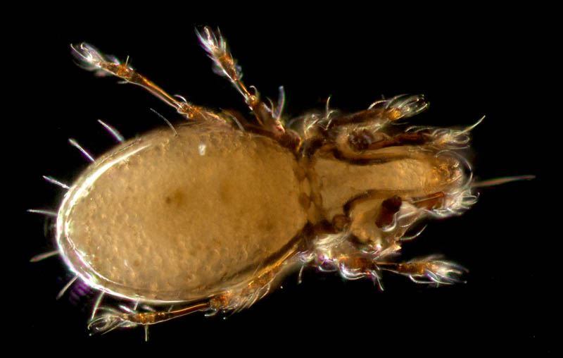 ヒョウタンイカダニ属の1種（Dolicheremaeus sp.）