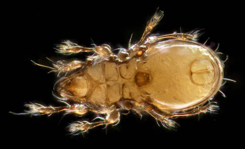 ヒョウタンイカダニ属の1種（Dolicheremaeus sp.）