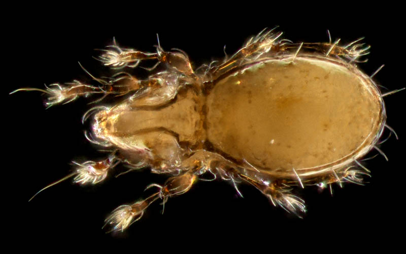 ヒョウタンイカダニ属の1種（Dolicheremaeus sp.）