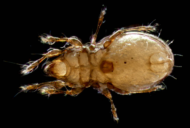 ヒョウタンイカダニ属の1種（Dolicheremaeus sp.）