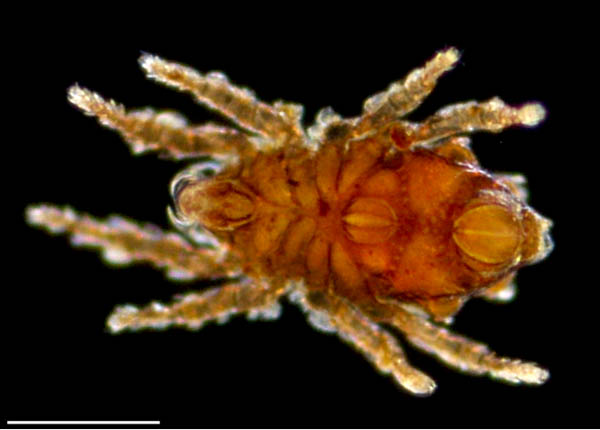 オバケツキノワダニ属の1種 （Masthermannia sp.)