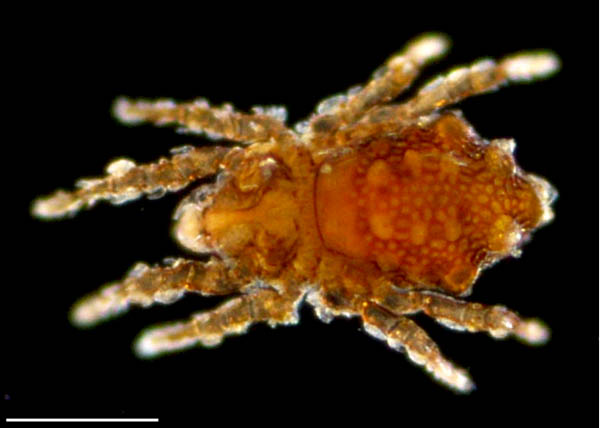 オバケツキノワダニ属の1種 （Masthermannia sp.)