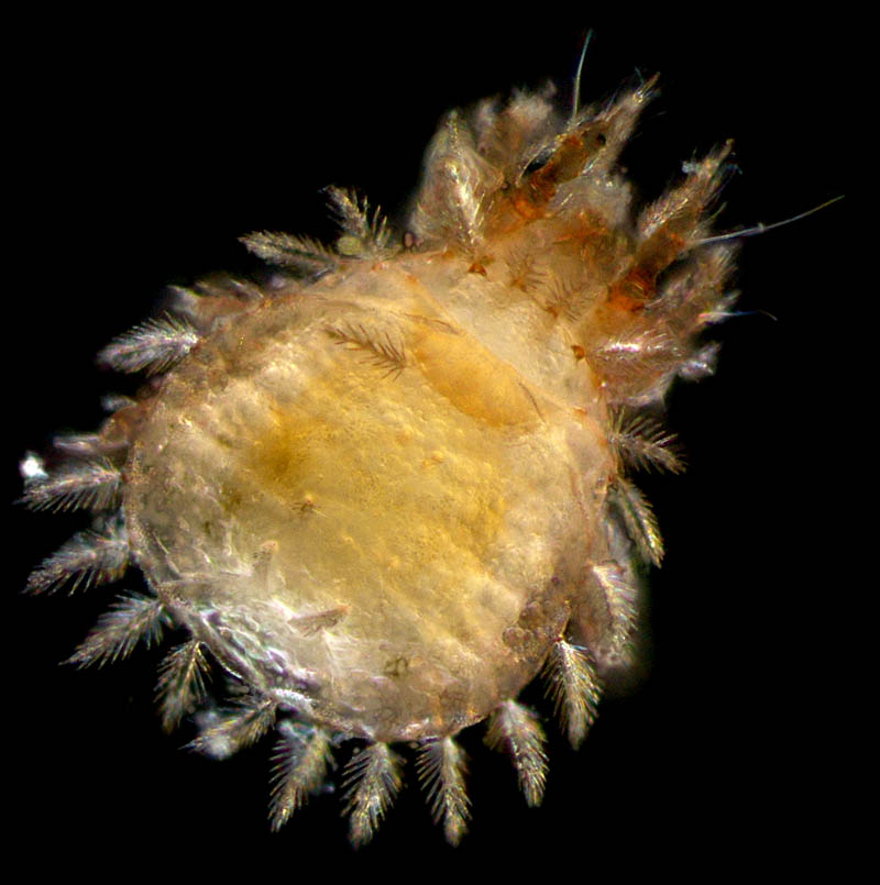 所属不明・未同定のササラダニ