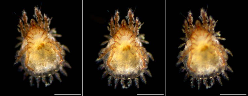 所属不明・未同定のササラダニ