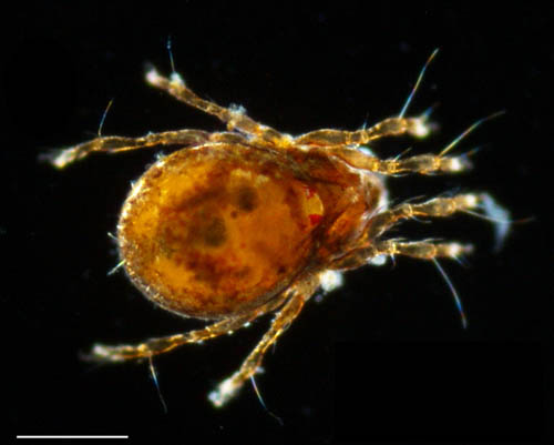 所属不明・未同定のササラダニ