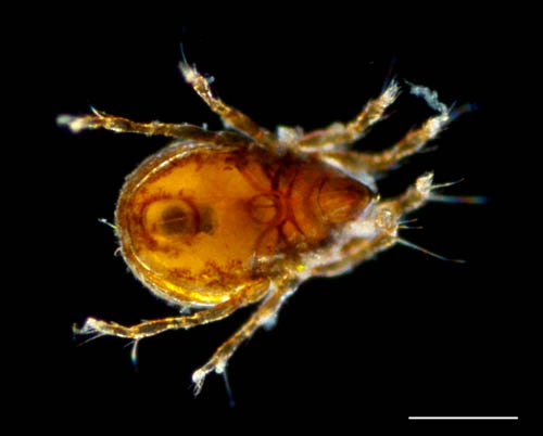 所属不明・未同定のササラダニ