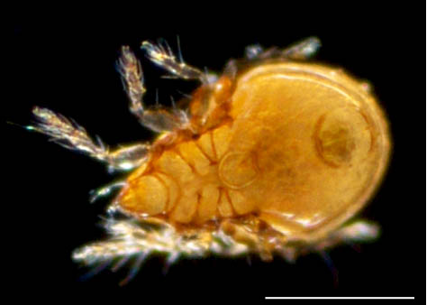 所属不明・未同定のササラダニ（15）