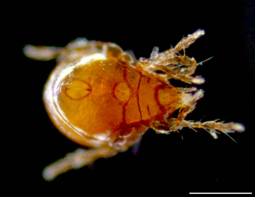 所属不明・未同定のササラダニ（15）