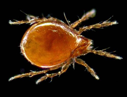 所属不明・未同定のササラダニ（15）