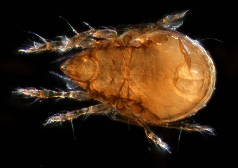 所属不明・未同定のササラダニ（15）