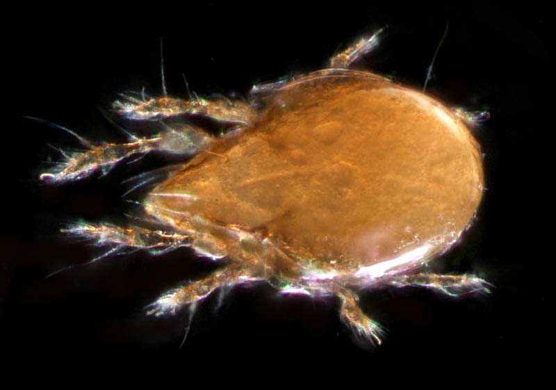 所属不明・未同定のササラダニ（15）