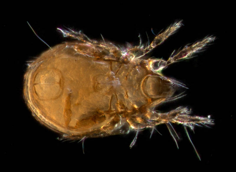 所属不明・未同定のササラダニ（15）