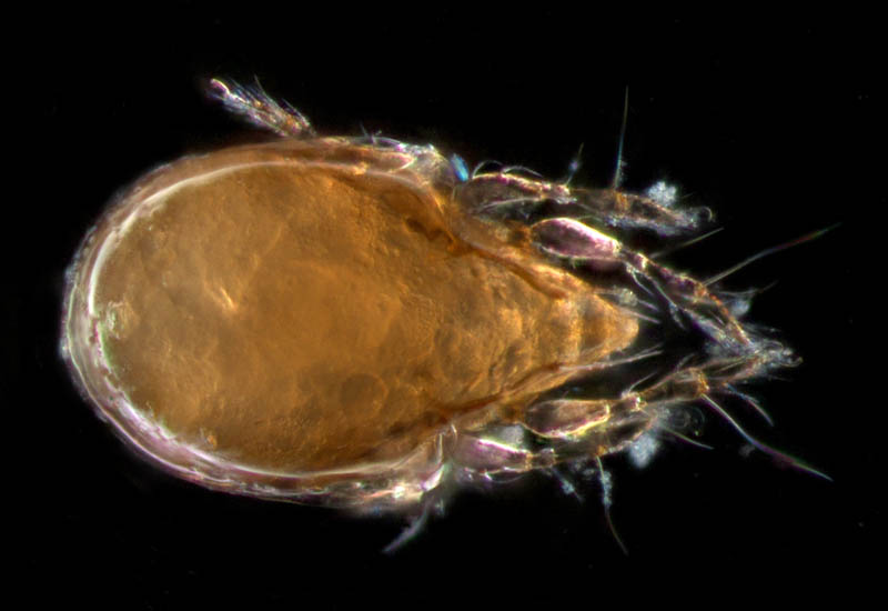 所属不明・未同定のササラダニ（15）