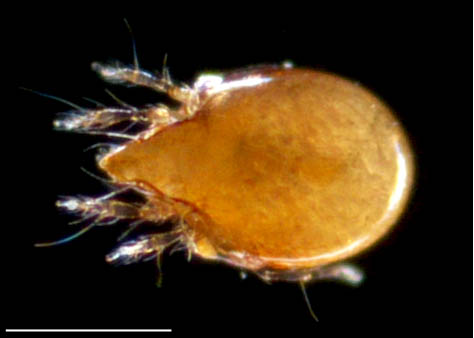 所属不明・未同定のササラダニ（15）